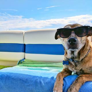 Dog on a yacht 