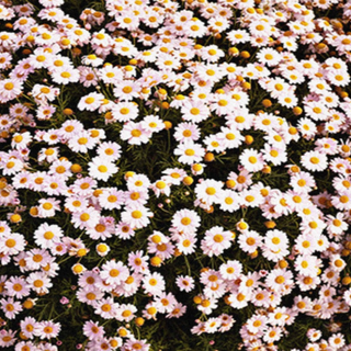 Flower Wallpaper #8 