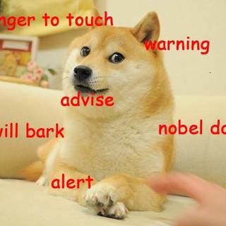 doge,model,warning,advise, noble dog,will bark, no touchy.