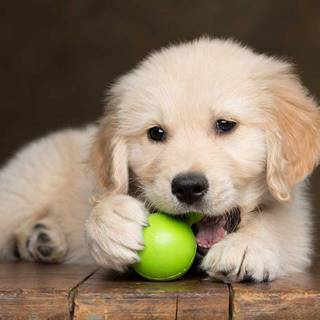 Puppy chewing tennis ball