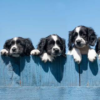 Puppies along a blue fence