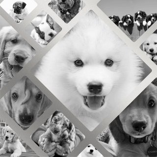 black & white puppy collage
