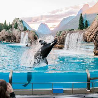 Cool killer whales on a aquarium 
