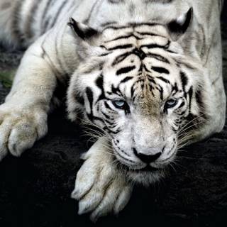 Cute White Tiger