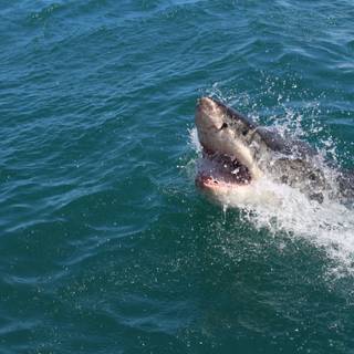 Great white shark comes out eat u lol