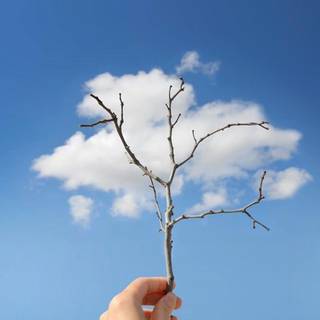 Cloud tree
