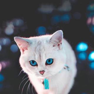 Cute cat 