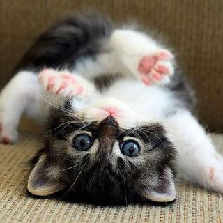 Cute and funny kitty!