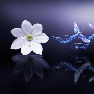 White flowers and fairy 