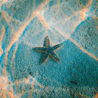 Ocean starfish