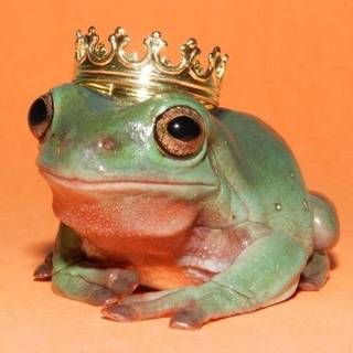 Classy frog