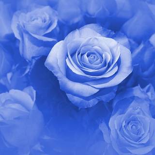 blue sad flowers 