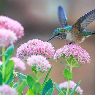 Hummingbirds And Pink Flowers 