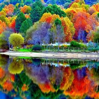 nature,  Forest, lake, Water, tree,