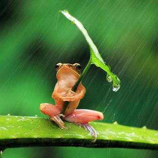 red frog, selective focus photography of frog holding leaf, rain