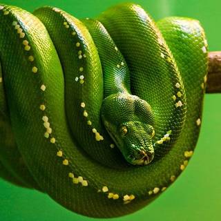  green Snake