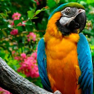 parrots of nature
