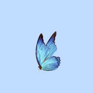 Aesthetic Blue Butterfly - Wallpaper Cave