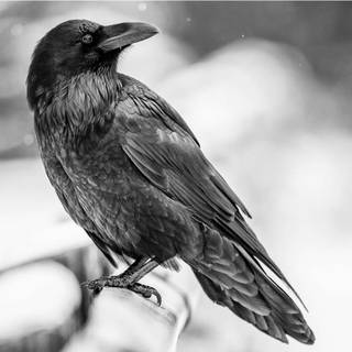I like ravens! :)