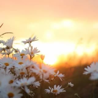 Flowers & Sunrise