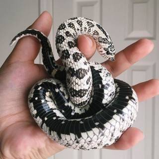 Me holding my snake