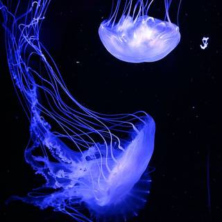 pretty jelly fish