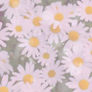Sweet beautiful daisies! ^^