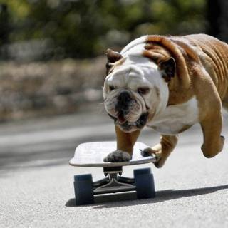 skate board bulldog
