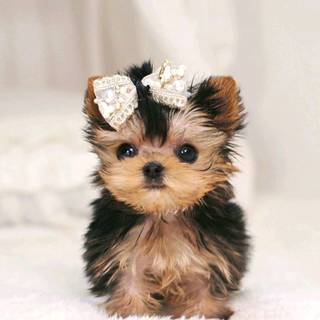 tiffanys puppy (so cute)