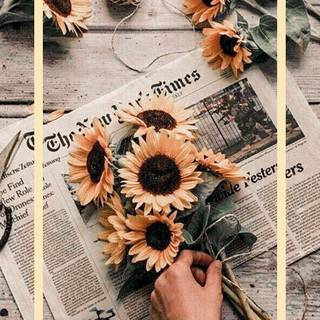 (sunflower sunset) Phone wallpaper