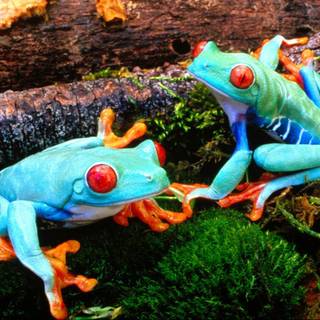 Frogs and logs