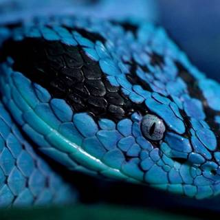 Blue pit viper (My fav venomous snake)