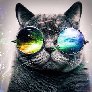 Abstract cat sunglasses cool cute desktop