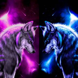 Purple wolf versus blue wolf