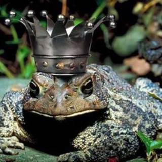 Someone asked me so I will be your frog Queen / King of all frogs now