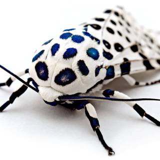 I never knew this was a thing!? its adorable! (leopard moth)