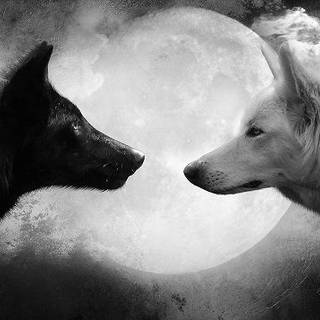 A Black Wolf & a White Wolf Loving Each Other At First Sight!