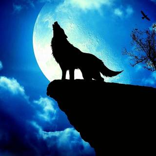 Moon Wolf Howling - Wallpaper