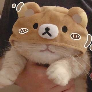 ~i put this cute bear hat on my cat gus~
