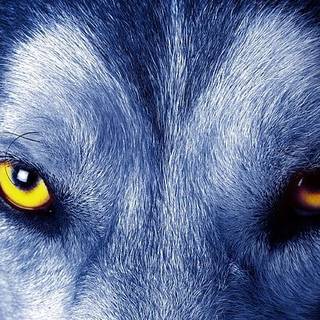 good wolf