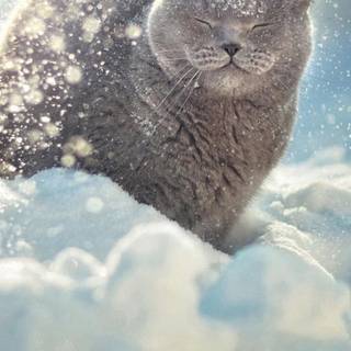 snow cats
