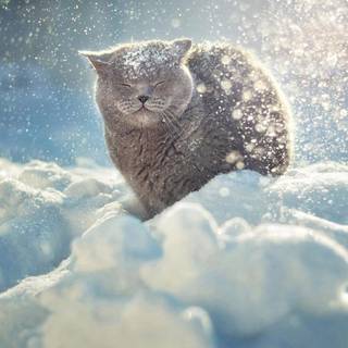snow cats