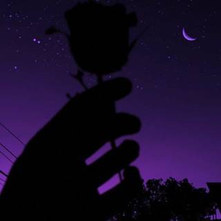 dark black rose with purple