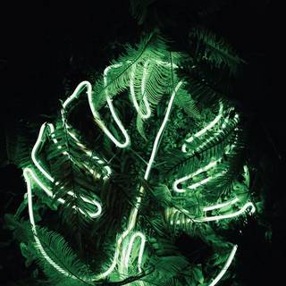 Neon Split Leaf Philodendron Leaf