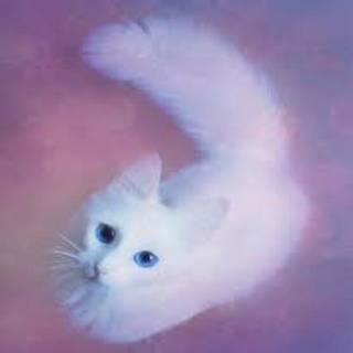 white blue eyed pink purple cat