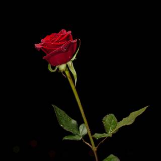 so sad rose