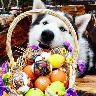 Happy Easter for da husky fan