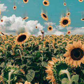 aesthetic sunflower (this is not mine)