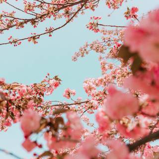 cherry blossoms springtime picture