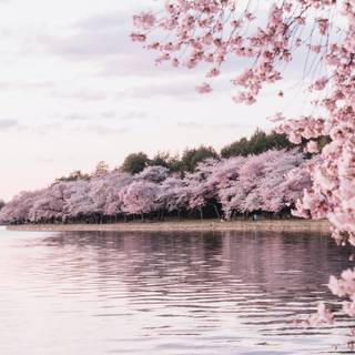 purple cherry blossoms Lake springtime picture